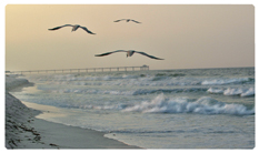 DNSEMP-C-126 Going Home (Seascape)